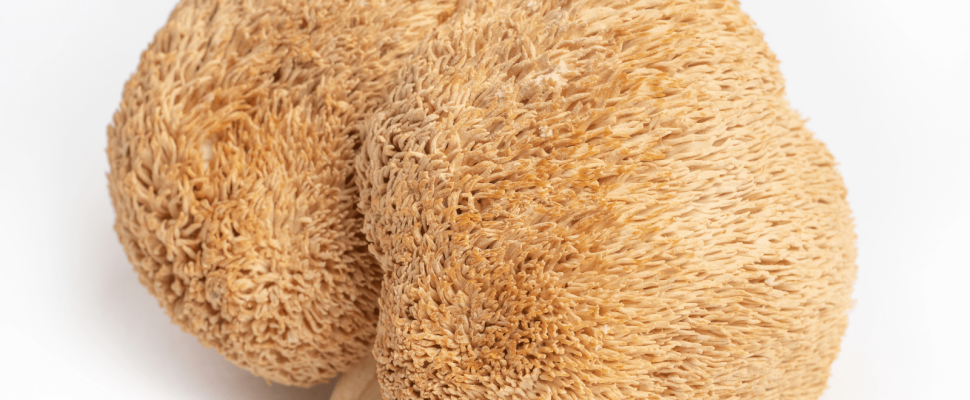 Mushroom Supplements for Enhanced Memory